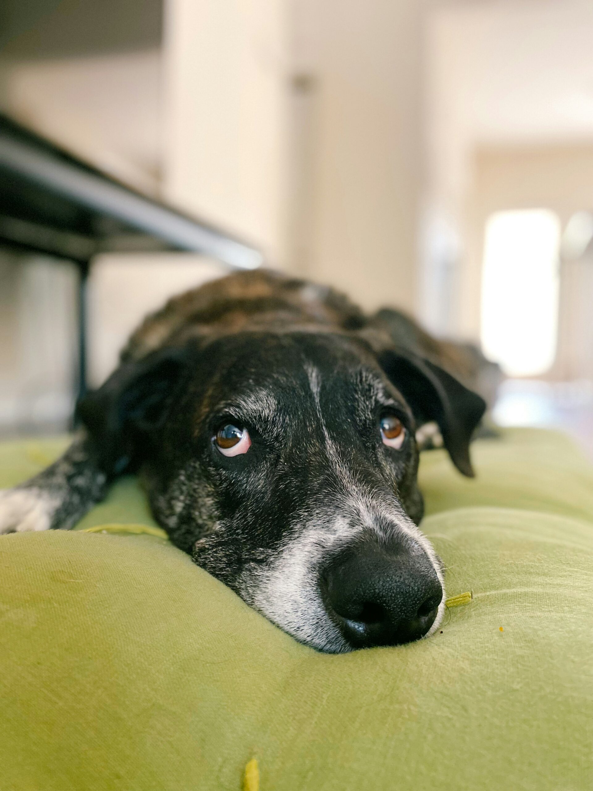 madalyn-cox-U_b6V4JGZ7M-unsplash